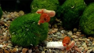 Posthornschnecken  Ramshorn Snails [upl. by Niessuh]