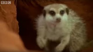 Adorable Baby Meerkats Explore The Wild  BBC Wildlife [upl. by Wade]