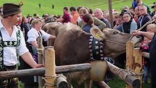 Viehscheid in Obermaiselstein 2018 [upl. by Aisat]