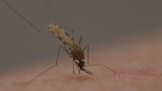 O momento da picada veja mosquito da malária em ação [upl. by Tonjes297]