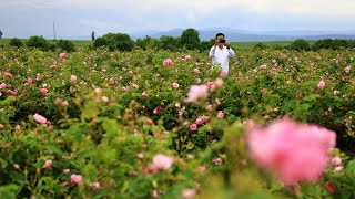 불가리아 카잔루크 장미축제 장미 따기 체험사진  Rose Festival Rose harvest Kazanlak BulgarianPhoto [upl. by Kletter71]