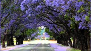 Palito Ortega Cancion del Jacaranda [upl. by Kerwon]