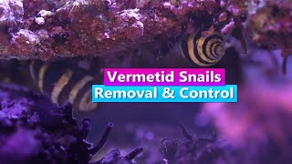 How to get rid of Vermetid Snails  Removal and Control [upl. by Nosirb168]