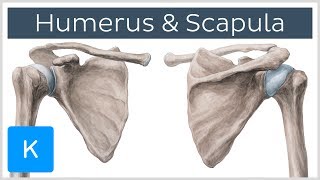 Humerus und Scapula  Anatomie des Menschen  Kenhub [upl. by Louisa680]