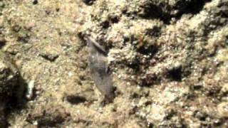 Marine flatworm hunts down crab [upl. by Millwater]