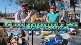 Pajaretes De Momax Zacatecas 1003 [upl. by Barnabe343]