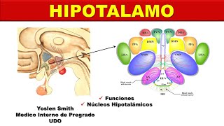 HIPOTALAMO NÚCLEOS HIPOTALAMICOS [upl. by Dnesnwot]