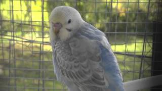 Yellow Face Type 1 Dilute Opaline BudgieParakeet Chick [upl. by Sheeree547]