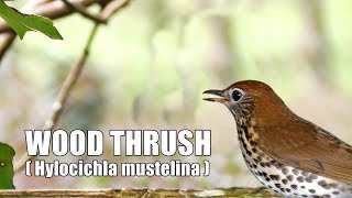 The Song of Wood thrush Hylocichla mustelina ♫ [upl. by Anicnarf]