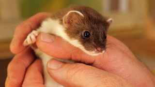 Rescuing Baby Stoats Ready For Life in the Wild  Rescued amp Returned to the Wild  Robert E Fuller [upl. by Ran]