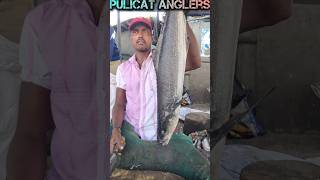 COBIA FISH🔥CUTTING BY SHANKAR BHAIKASIMEDU FISH CUTTINGSEAFOODFISH CUTTINGSPEED SELVAM [upl. by Baptist]