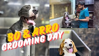 ചതിച്ചതാ ഞങ്ങളെ 😱😱 Bo amp Arro Grooming Day  American Bully  Beagle  Kyat Girl  Anjana [upl. by Faus]