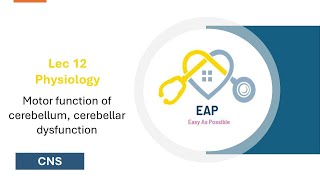 L12  physio  motor function of cerebellum cerebellar dysfunction  CNS42 [upl. by Durnan515]
