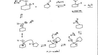 Mechanism of Enamine Formation Organic Chemistry [upl. by Akiemaj]