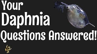 Daphnia Questions Answered [upl. by Haianeb]