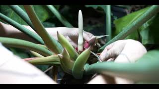 Philodendron radiatum  Cross Pollination [upl. by Lammaj667]