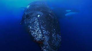 Humpback Survives Killer Whale Attack in Bremer Canyon [upl. by Emlin584]