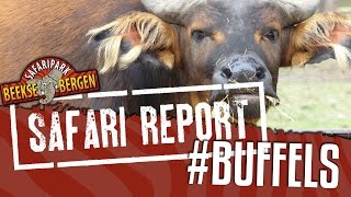 SAFARI REPORT  11 BUFFELS [upl. by Niuq]