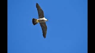 Peregrine Falcons Falco peregrinus in flight [upl. by Dowzall366]