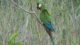 MARACANÃPEQUENA MARACANÃVERDADEIRA PRIMOLIUS MARACANA BLUEWINGED MACAW ARARINHA [upl. by Noland]