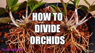 How to propagate Orchids through divisions  Simple guide for beginners [upl. by Edris814]