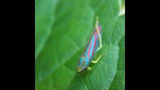 Candystriped Leafhopper Yoga [upl. by Bourgeois]