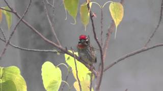 A Coppersmith Barbet or Basonto Bauri or Basanta Bauri at Sunset in Kolkata [upl. by Roberta]