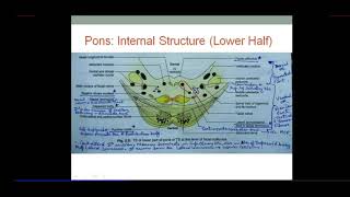 Brainstem  PONS  Internal Structure  Dr SAM [upl. by Dinnage]