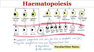 Haematopoiesis  Handwritten notes [upl. by Lyrret644]