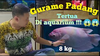 Ikan Gurame Padang Di Aquarium 6k [upl. by Nikita]