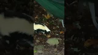 Skunk Encounter [upl. by Anastasie]