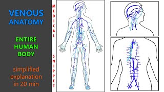 Venous Anatomy of the human body  Anatomy made easy [upl. by Nnylakcaj955]