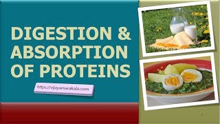 Digestion and absorption of proteins biochemistry [upl. by Dalt]