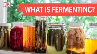 What is Fermenting [upl. by Jurkoic]