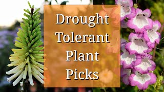 Drought Tolerant Plant Picks [upl. by Gregg20]