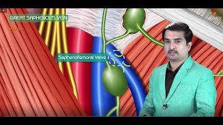 Great saphenous vein  Animated Gross anatomy of lower limb  Courtery  Dr vishram singh [upl. by Dnyletak915]