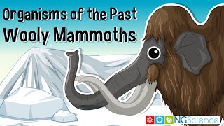 Organisms of the Past – Wooly Mammoths [upl. by Tower451]