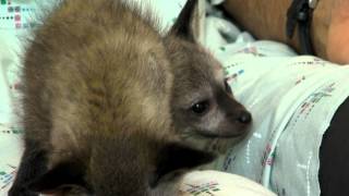 Bateared Fox Kits  Cincinnati Zoo [upl. by Jenn545]