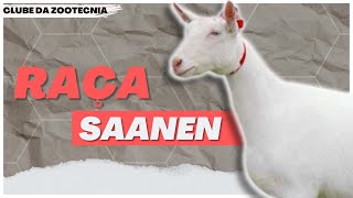 Conheça a RAÇA SAANEN [upl. by Walcott]