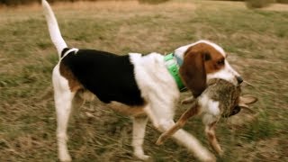 Rabbit Hunting With FAST Beagles [upl. by Cooke]