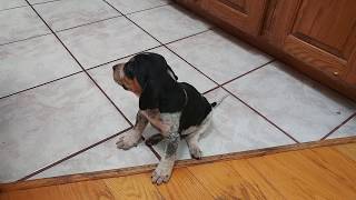 Precious baby BLUETICK COONHOUND PUPPY DOG at 4 weeks [upl. by Acitel]