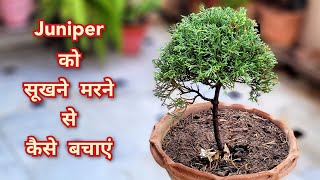 Juniper plant को सूखने से कैसे बचाएं मरते पौधे में भी जान डाल देगी यह चीज़ Cypress plant care tips [upl. by Iolenta69]