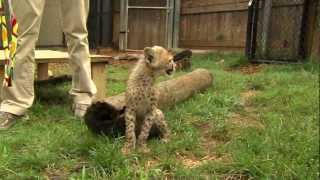 Savanna Cheetah Cub and Puppy Max Play  Cincinnati Zoo [upl. by Ahsoem]