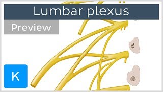 Lumbar plexus made easy preview  Human Anatomy  Kenhub [upl. by Anibur]