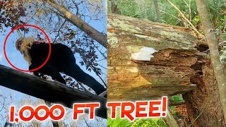 FELL OFF CHRISTMAS TREE INSANE 100 FEET  Flamingeos [upl. by Windsor447]