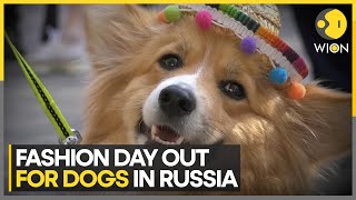 Petshop day Russias biggest pet festival  WION [upl. by Antonie876]