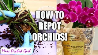 Orchid Care for Beginners  How to repot Phalaenopsis Orchids [upl. by Barnabas850]