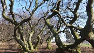 Süntelbuchen I Kurpark Bad Nenndorf [upl. by Petigny576]