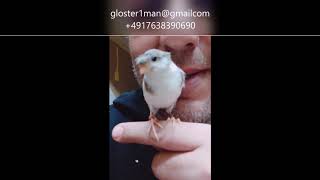 Wie man einen Kanarienvogel zähmtHandzahme Kanarien 2019 Glosterman und frends AMORE LOVE [upl. by Acihsay]