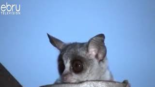 Bush Babies Wail Like Human Babies [upl. by Genovera]